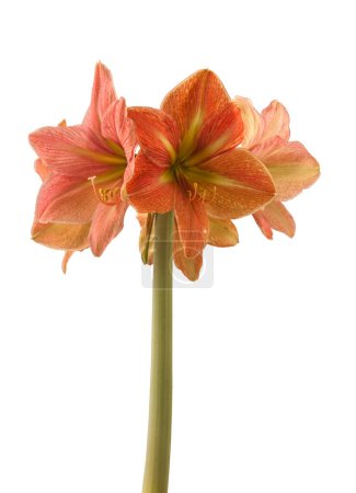 Photo for Blossom hippeastrum (amaryllis) Galaxy Group  "Terra Cotta Sta" on white background. - Royalty Free Image