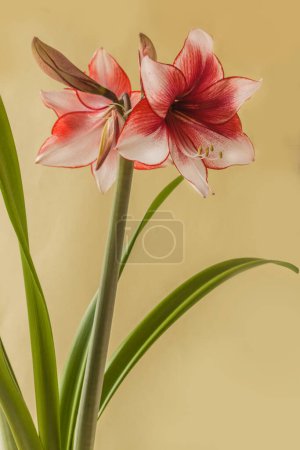 Bloom red and white Amaryllis (Hippeastrum)  Galaxy Group  "Charisma"   on  green background