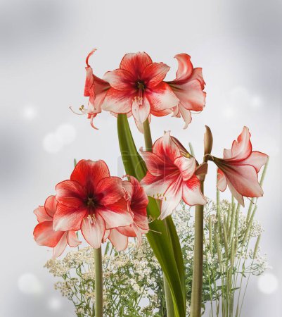 Téléchargez les photos : Floraison Amaryllis rouge et blanc (Hippeastrum) Galaxy Group "Charisme" sur fond blanc isolé - en image libre de droit