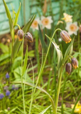 Photo for Blooming fritillaria, daffodils, muscari in the spring garden. Selective focus. - Royalty Free Image