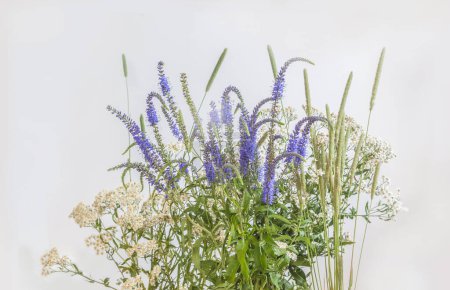 Photo for Meadow plants of Polissia -  Achillea ptarmica, Veronica longifolia and Phleum - on a gray background. Summer background with meadow plants - Royalty Free Image