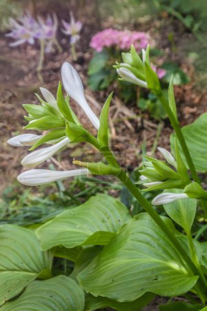 Téléchargez les photos : Hosta plantaginea fleurit fin août-début septembre dans le jardin - en image libre de droit