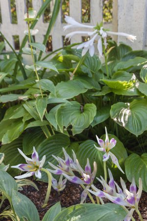 Téléchargez les photos : Floraison hybride colchicum "Arlequin" parmi les feuilles d'Hosta plantaginea dans le jardin d'automne - en image libre de droit