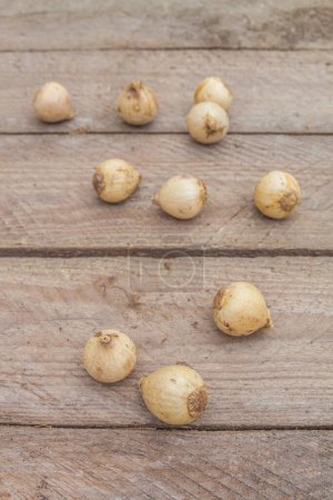 Foto de Bulbos de Puschkinia libanotica o Squill rayado sobre mesa de madera antes de plantar. Puesta plana.. - Imagen libre de derechos