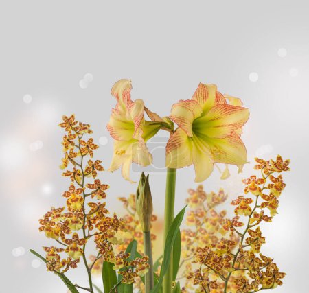 Téléchargez les photos : Hippeastrum en fleurs (amaryllis) 'Forest Sunset' et Oncidium hybrid, Cambria jaune et brun sur fond gris - en image libre de droit