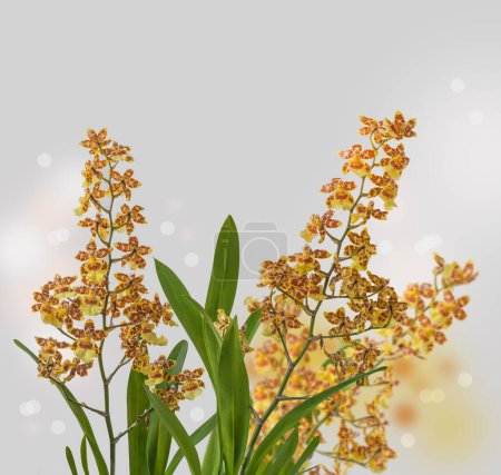 Foto de Híbrido Oncidium floreciente, amarillo cámbrico y marrón sobre fondo gris - Imagen libre de derechos