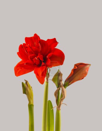 Blooming red Hippeastrum (amaryllis) "Red Nymph"  Large Double Group  on a gray background in isolation