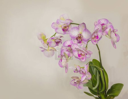 Téléchargez les photos : Belle fleur blanche et violette d'orchidée de phalaenopsis sur un fond gris. Gros plan. Espace de copie. - en image libre de droit