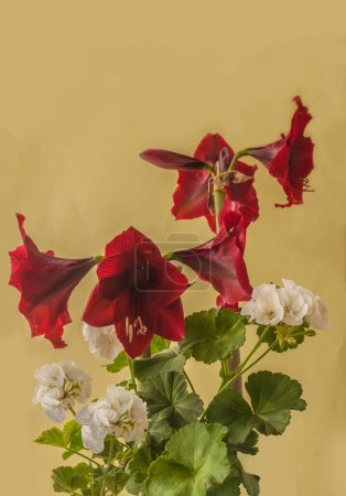 Photo for Bloom dark-red Hippeastrum (amaryllis) Galaxy group 'Arabian night' and white Pelargonium zonal series Castello variety "Isabella" on a green background - Royalty Free Image