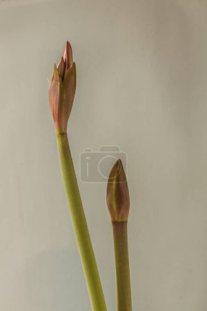 Téléchargez les photos : Deux pédoncules hippeastrum (amaryllis) avec des bourgeons sur fond gris - en image libre de droit