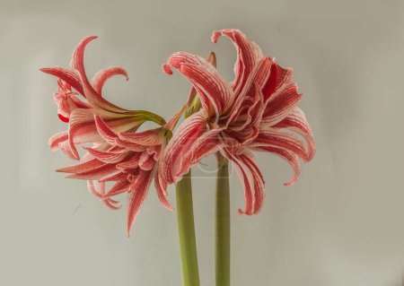 Téléchargez les photos : Hippeastrum blanc et rouge fleurissant (amaryllis) "Doublet" Galaxy Double Groupe sur fond gris - en image libre de droit