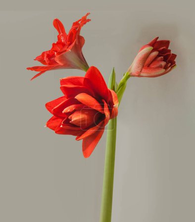 Téléchargez les photos : Floraison rouge Grand double hippeastrum (amaryllis) Paon rouge sur fond gris isolé - en image libre de droit