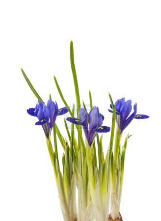 Téléchargez les photos : Iridodictyum ou iris reticulata ou iris réticulé fleurissant sur fond blanc isolé - en image libre de droit