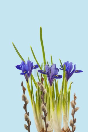 Téléchargez les photos : Iridodictyum ou iris reticulata ou iris réticulé fleurissant et branches de saule sur fond bleu. Contexte des vacances de printemps - en image libre de droit