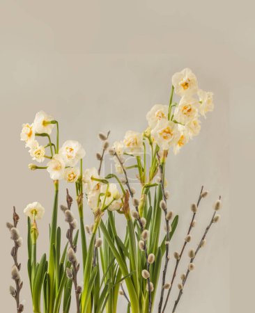 Téléchargez les photos : Floraison double jonquille blanche Couronne nuptiale et branches de saule sur fond gris . - en image libre de droit