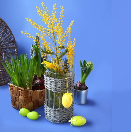 Téléchargez les photos : Composition du jardin de Pâques avec mimosa, jacinthes, muscari et œufs de Pâques décoratifs sur fond bleu. Espace pour le texte - en image libre de droit