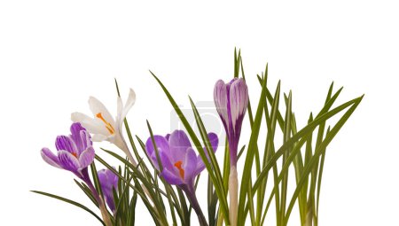 Téléchargez les photos : Fleur de crocus blanche à rayures violettes sur fond blanc. Isolé - en image libre de droit
