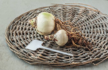 Téléchargez les photos : Ampoule Hippeastrum (amaryllis) avec racines et assiette de jardin pour le nom de variété sur un cercle d'osier - en image libre de droit