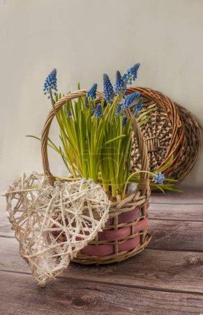 Téléchargez les photos : Muscari fleuri bleu et blanc tendre dans des paniers sur un fond en bois. Contexte pour calendrier, cartes postales. - en image libre de droit