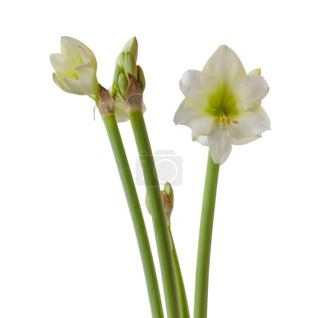 Téléchargez les photos : Hippeastrum en fleurs (amaryllis) Petite fleur blanche sur fond blanc isolé. - en image libre de droit