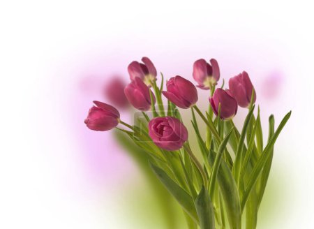 Téléchargez les photos : Plusieurs tulipes lilas du groupe Triumph Anjesca sur fond flou. Arrière-plan pour carte postale, bannière, calendrier. Place pour le texte - en image libre de droit