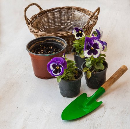 Téléchargez les photos : Petite pelle de jardin, plantules et récipient panier. Transplantation de plantules de fleurs dans un contenant - en image libre de droit