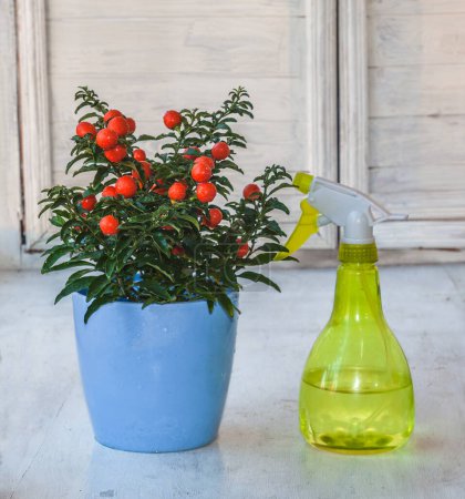 Téléchargez les photos : Nightshade (Solanum pseudocapsicum) avec des fruits rouges avec des gouttelettes d'eau après pulvérisation dans un pot bleu et une bouteille de pulvérisation en plastique jaune transparent sur la fenêtre - en image libre de droit