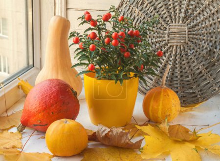 Téléchargez les photos : Décor de fenêtre pour Thanksgiving avec citrouilles et morelle sur les feuilles d'érable Morelle (Solanum pseudocapsicum) avec des fruits rouges dans un pot jaune sur une fenêtre - en image libre de droit