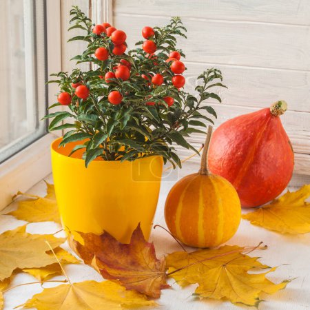 Photo for Window Decor for Thanksgiving with pumpkins and nightshade on the  maple leaves  Nightshade (Solanum pseudocapsicum) with red fruits  in a yellow pot on a window - Royalty Free Image