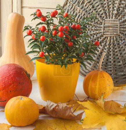 Téléchargez les photos : Décor de fenêtre pour Thanksgiving avec citrouilles et morelle sur les feuilles d'érable Morelle (Solanum pseudocapsicum) avec des fruits rouges dans un pot jaune sur une fenêtre - en image libre de droit