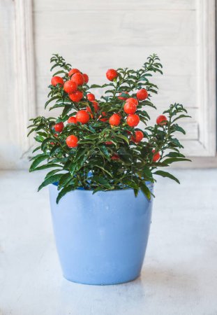 Téléchargez les photos : Nightshade (Solanum pseudocapsicum) avec des fruits rouges avec des gouttelettes d'eau après pulvérisation dans un pot bleu sur la fenêtre - en image libre de droit