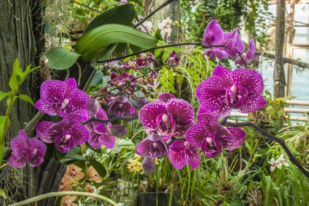 Photo for Blooming  hybrid orchids phalaenopsis and hybrid Dendrobium  in the greenhouse. - Royalty Free Image