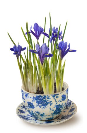 Iridodictyum or iris reticulata or netted iris flowering in vintage pot  on white background isolated