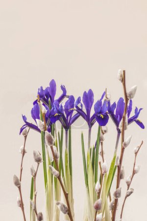 Iridodictyum or iris reticulata or netted iris flowering and willow branches on gray  background 