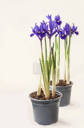Iridodictyum or iris reticulata or netted iris flowering on light background with shadow. Forced flowering for the spring holidays