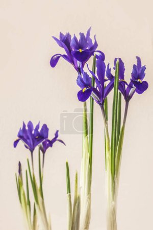 Iridodictyum or iris reticulata or netted iris flowering on gray  background 