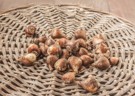 Schneeglöckchen oder Galanthus-Zwiebeln auf einem Holztisch vor dem Pflanzen im Garten
