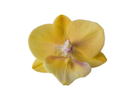 Floración hermosa phalaenopsis amarillo orquídeas gran labio "piedra grande" sobre un fondo blanco aislado.
