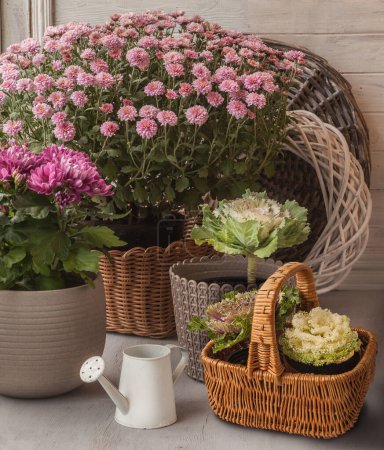 Téléchargez les photos : Chrysanthème coréen à petites fleurs en pots et en brassica (chou d'ornement)) - en image libre de droit