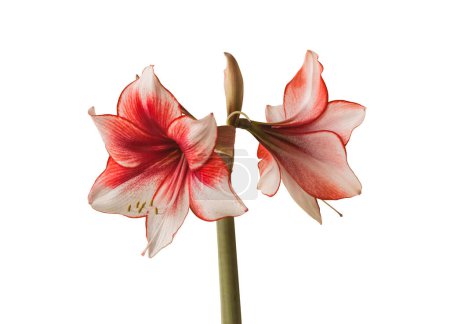 Bloom red and white Amaryllis (Hippeastrum)  Galaxy Group  "Charisma"   on  white  background isolated