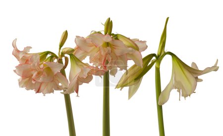 Bloom of Amaryllis (Hippeastrum) Double  Galaxy Group "Harlequin"  on white background isolated.