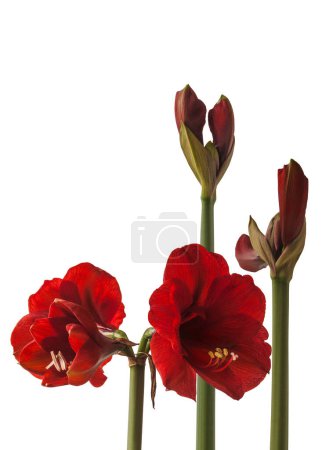 Blooming dark red  hippeastrum (amaryllis) "Royal Red" on a white background isolated.