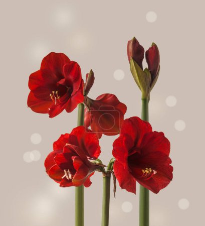 Blooming dark red  hippeastrum (amaryllis) "Royal Red" on a gray background. Background with three peduncles of hippeastrum for calendar, banner, advertising