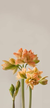 Hippeastrum floreciente (amaryllis) Doble Galaxy Grp 'Ninfa exótica' sobre un fondo gris. Antecedentes para una pancarta, calendario, historia, post en las redes sociales