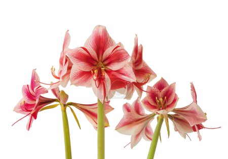 Flower red and white Amaryllis (Hippeastrum)   Galaxy Group "Gervase" on a white background isolated.