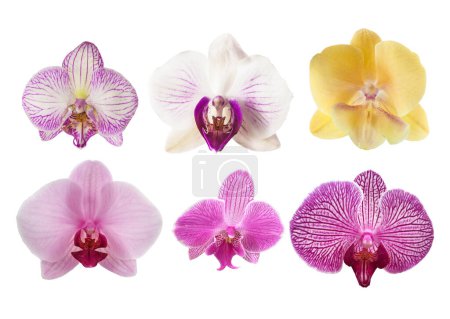 Detailliertes Set von 6 verschiedenen Phalaenopsis Orchideenblüten isoliert auf weißem Hintergrund