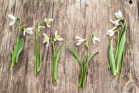 Different types of snowdrops: Galanthus ikariae, Galanthus elwesii, Galanthus nivalis, Galanthus plicatus on a wooden surface, top view