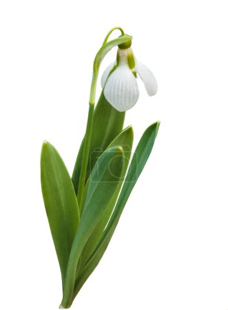 Biooming  snowdrop (Galanthus plicatus) flowers in March on white background  isolated.