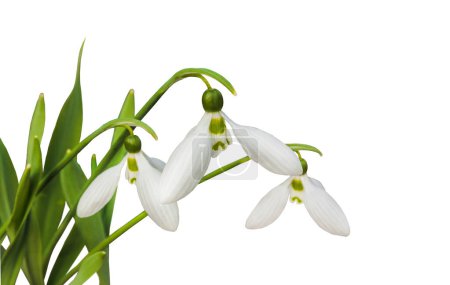 Blühendes Schneeglöckchen (Galanthus elwesii) blüht im März auf weißem Hintergrund isoliert.
