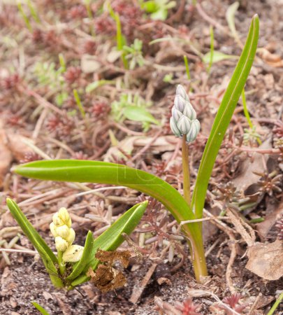 Striped squill Puschkinia scilloides, budding dark striped pale blue flowers 